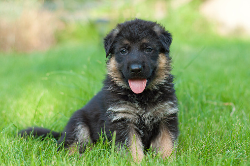Puppies for sale - Super Shepherds .com